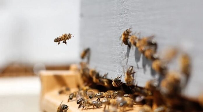Pests: How They Affect Your Health and How to Control Them Pests Affect Your Health