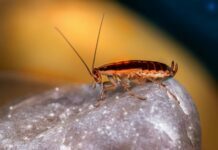 Flying Cockroaches -Are They Dangerous to You? Flying Cockroaches