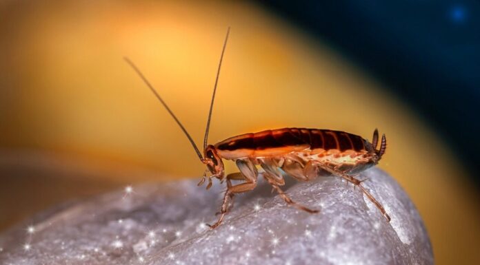 Flying Cockroaches -Are They Dangerous to You? Flying Cockroaches